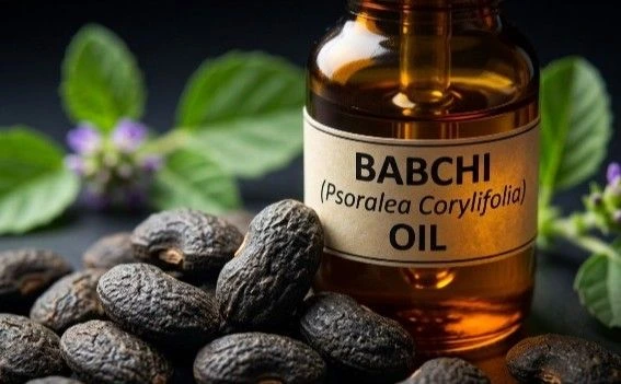 Babchi seeds for traditional skin treatment